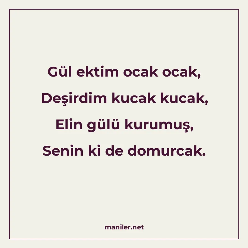 Gül ektim ocak ocak, Deşirdim kucak kucak, Elin gülü kurumuş manisi görseli