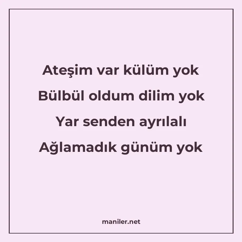 Ateşim var külüm yok Bülbül oldum dilim yok Yar senden ayrıl manisi görseli