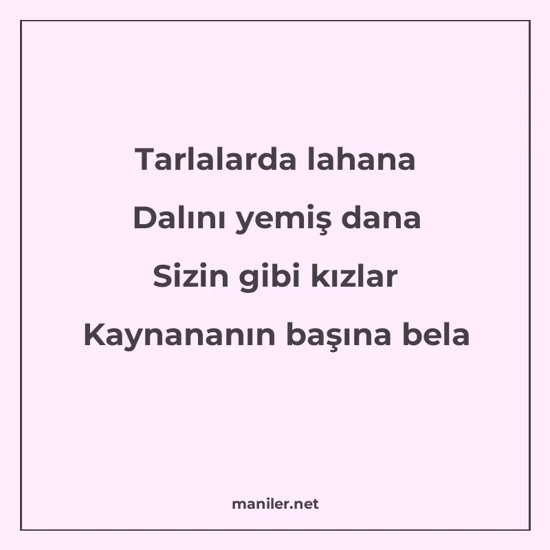Tarlalarda lahana Dalını yemiş dana Sizin gibi kızlar Kaynan manisi görseli