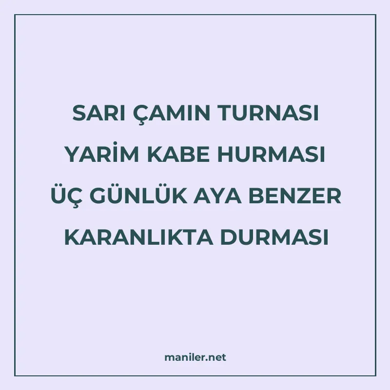 SARI ÇAMIN TURNASI YARİM KABE HURMASI ÜÇ GÜNLÜK AYA BENZER K