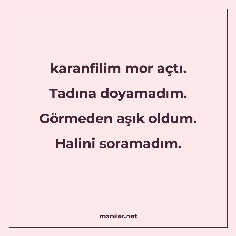 karanfilim mor açtı. Tadına doyamadım. Görmeden aşık oldum manisi görseli