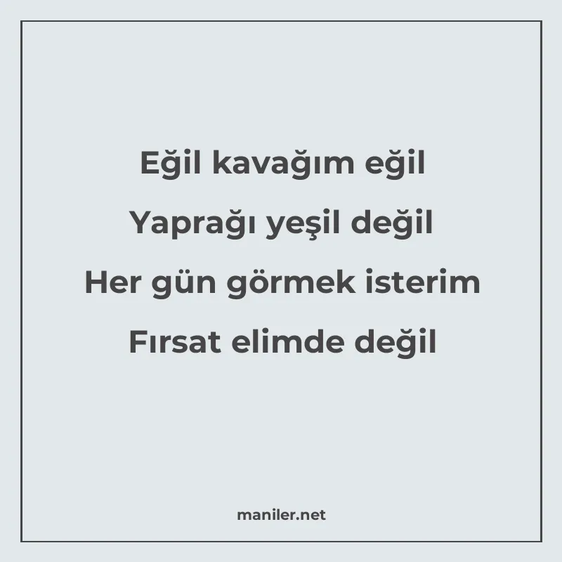 Eğil kavağım eğil Yaprağı yeşil değil Her gün görmek isterim manisi görseli