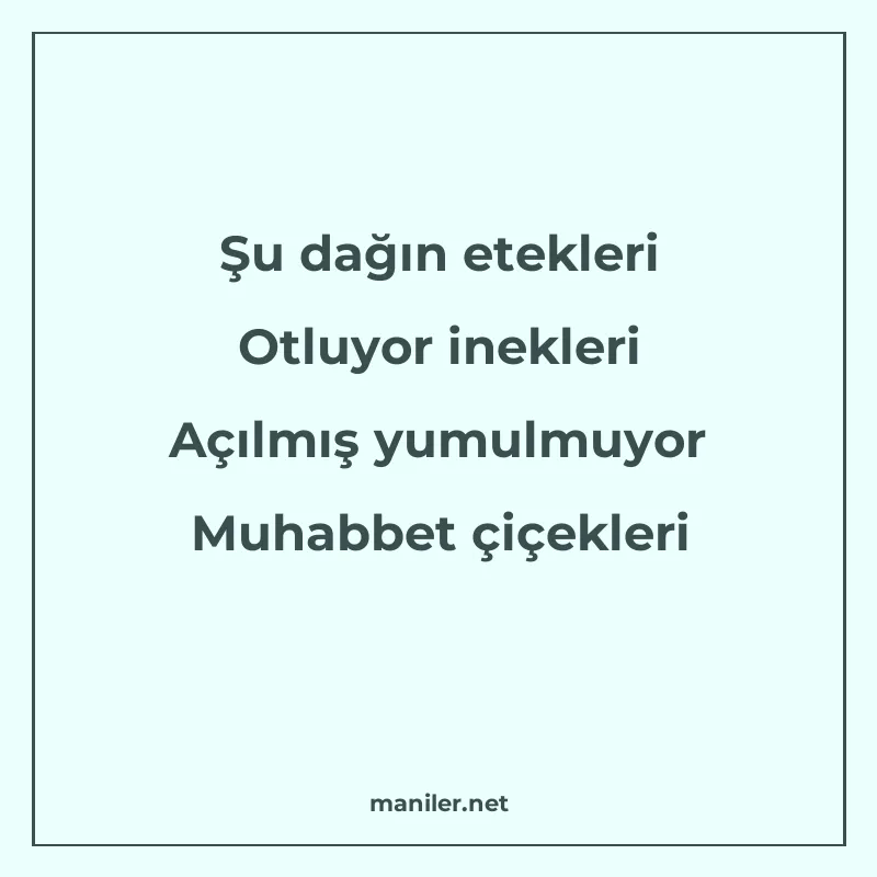 Şu dağın etekleri Otluyor inekleri Açılmış yumulmuyor Muhabb manisi görseli