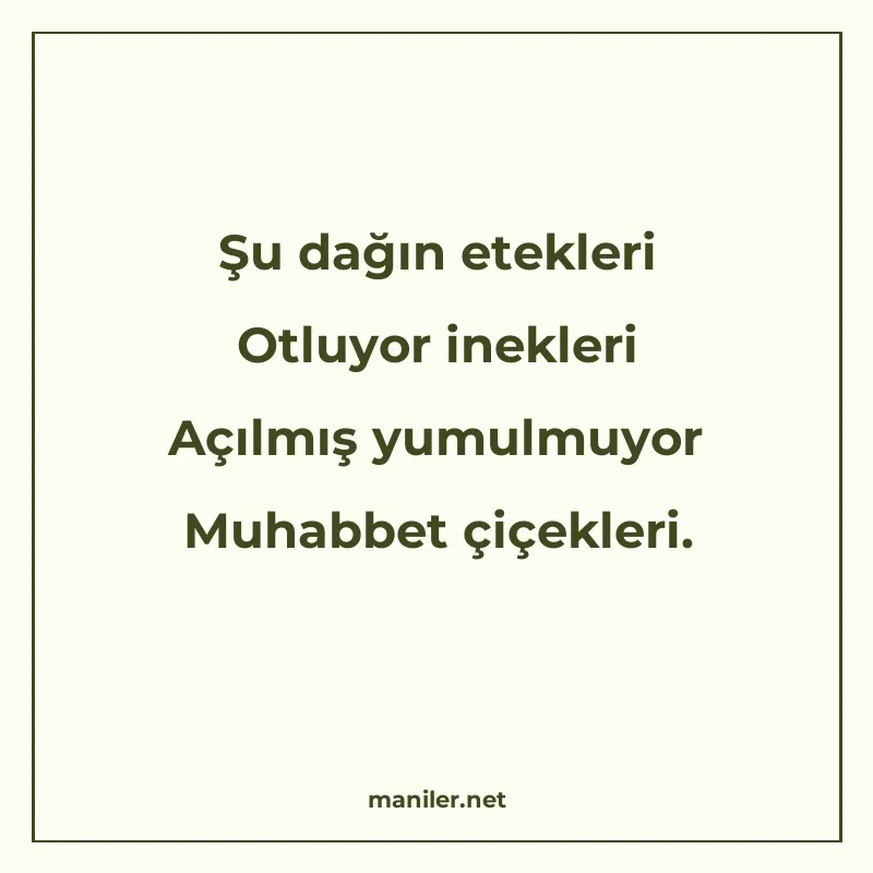 Şu dağın etekleri Otluyor inekleri Açılmış yumulmuyor Muhabb manisi görseli