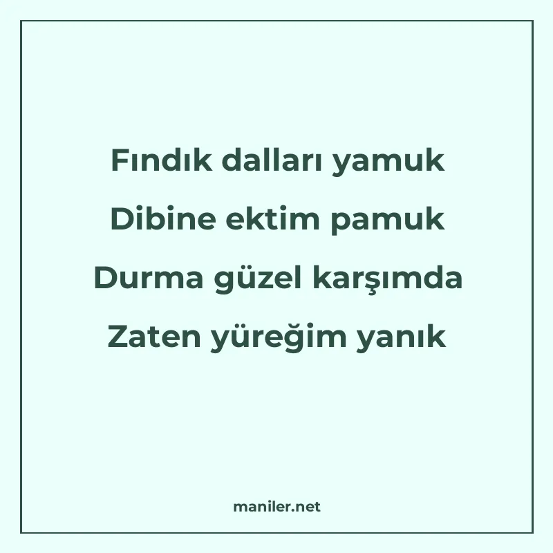 Fındık dalları yamuk Dibine ektim pamuk Durma güzel karşımda manisi görseli