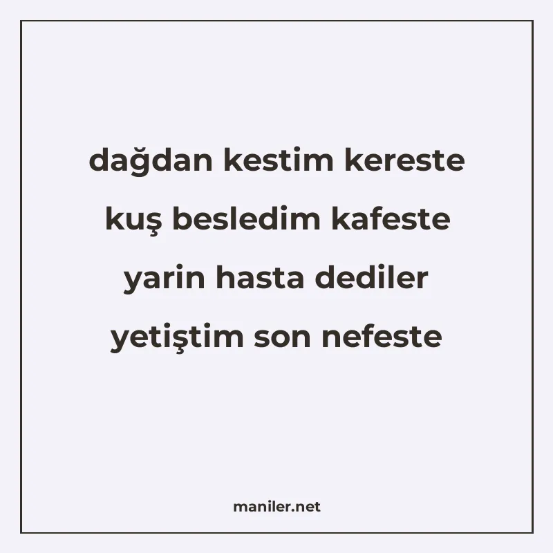 dağdan kestim kereste kuş besledim kafeste yarin hasta dedil manisi görseli