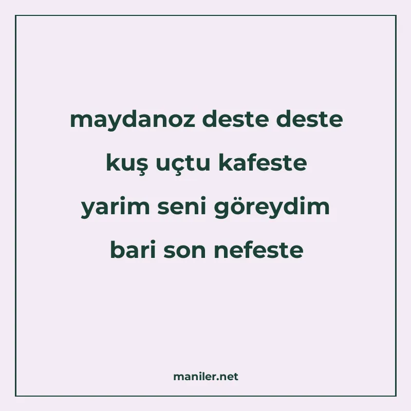 maydanoz deste deste kuş uçtu kafeste yarim seni göreydim ba manisi görseli