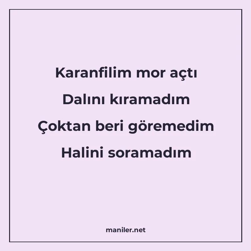 Karanfilim mor açtı Dalını kıramadım Çoktan beri göremedim H manisi görseli