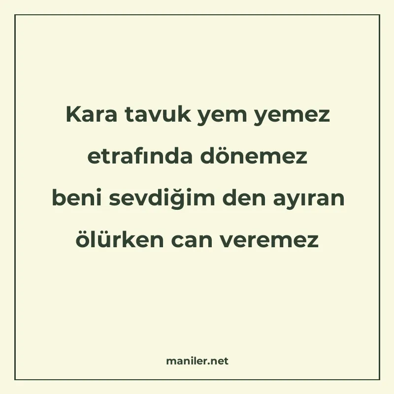 Kara tavuk yem yemez etrafında dönemez beni sevdiğim den ayı manisi görseli
