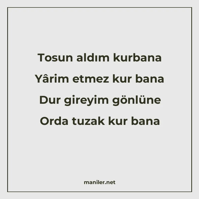 Tosun aldım kurbana Yârim etmez kur bana Dur gireyim gönlüne manisi görseli