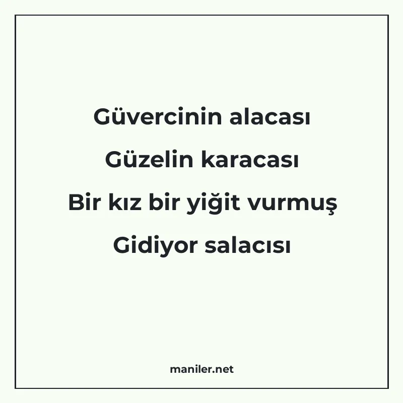Güvercinin alacası Güzelin karacası Bir kız bir yiğit vurmuş manisi görseli