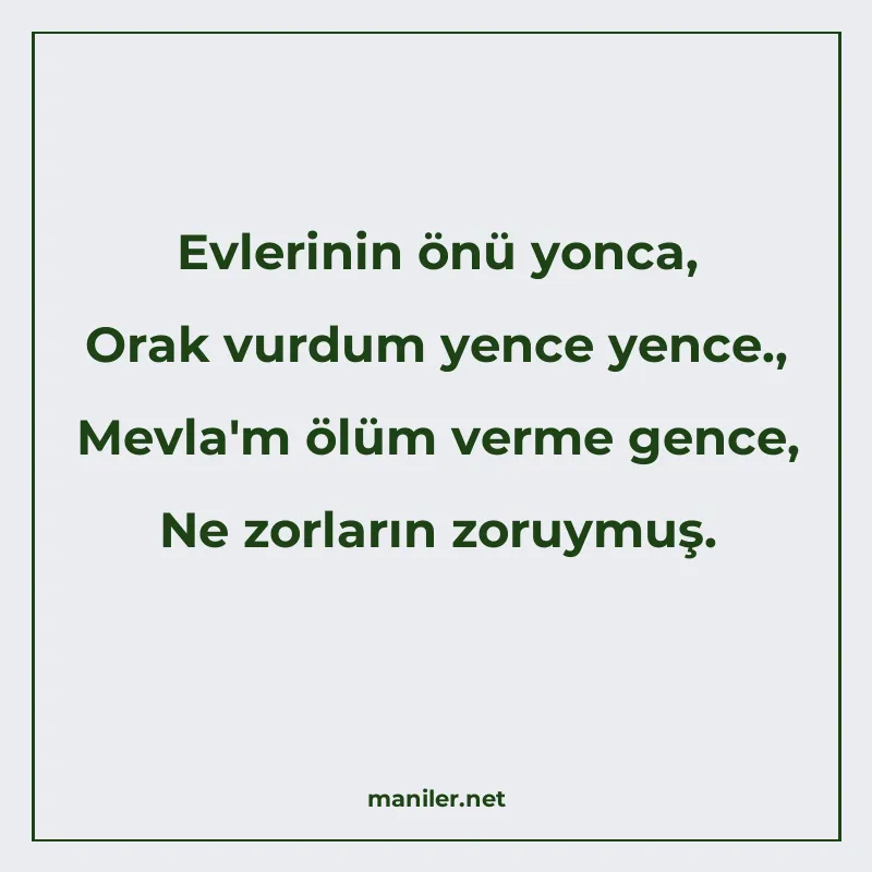 Evlerinin önü yonca, Orak vurdum yence yence., Mevla'm manisi görseli