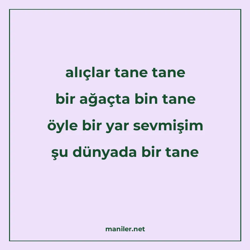 alıçlar tane tane bir ağaçta bin tane öyle bir yar sevmişim manisi görseli