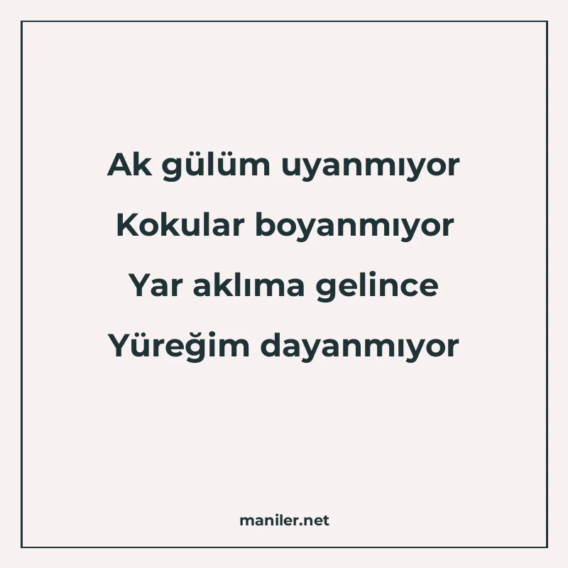 Ak gülüm uyanmıyor Kokular boyanmıyor Yar aklıma gelince Yür