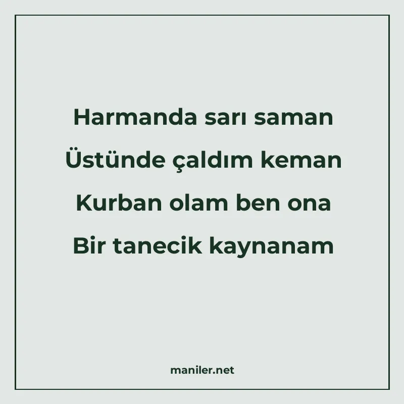 Harmanda sarı saman Üstünde çaldım keman Kurban olam ben ona manisi görseli