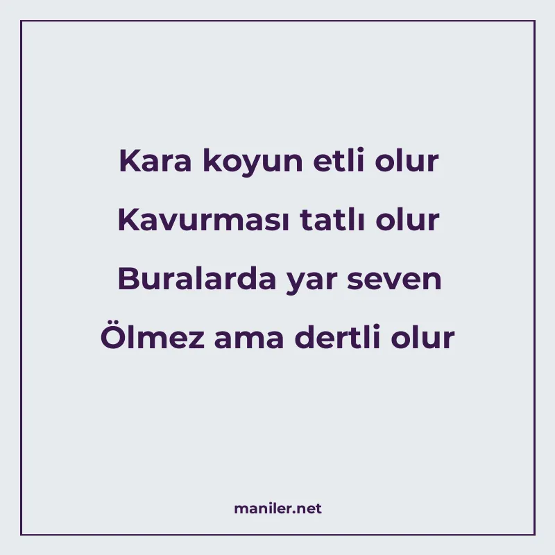 Kara koyun etli olur Kavurması tatlı olur Buralarda yar seve manisi görseli