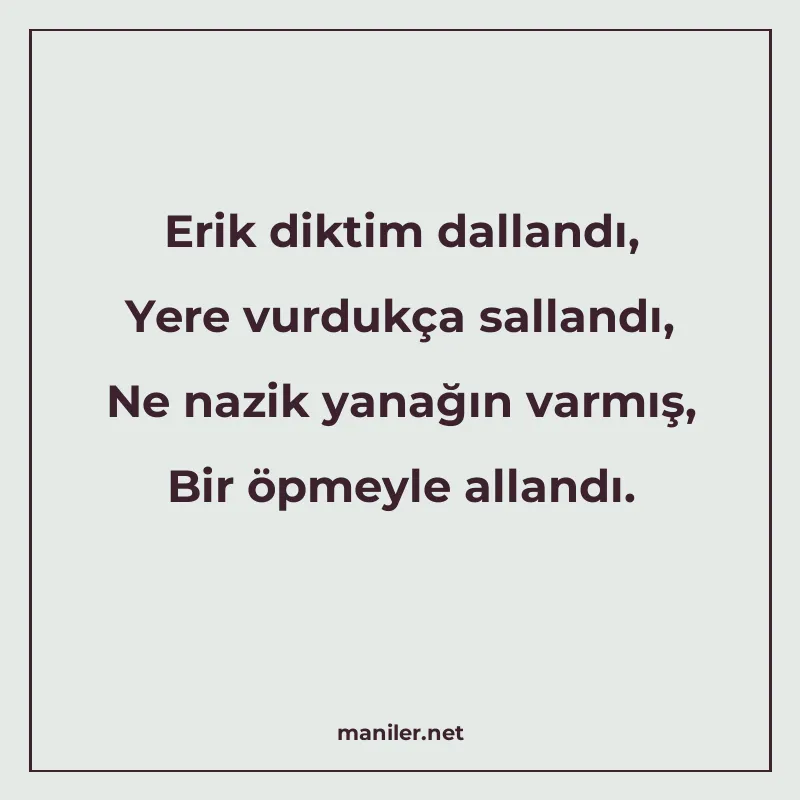 Erik diktim dallandı, Yere vurdukça sallandı, Ne nazik yanağ manisi görseli