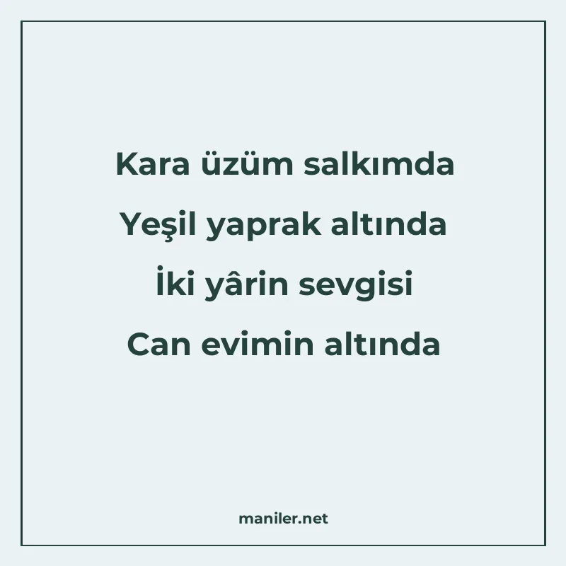 Kara üzüm salkımda Yeşil yaprak altında İki yârin sevgisi Ca