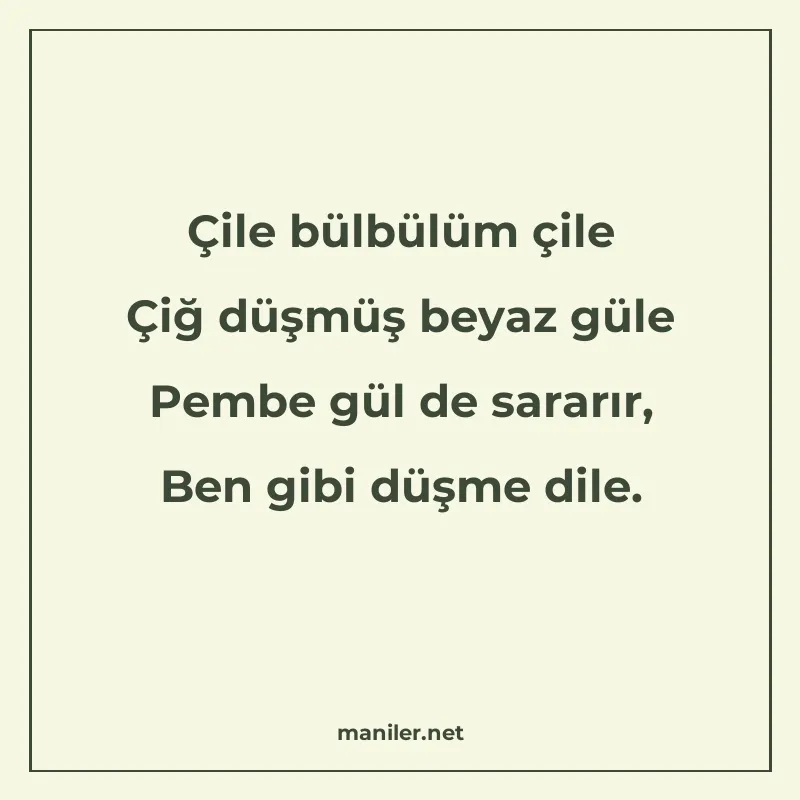 Çile bülbülüm çile Çiğ düşmüş beyaz güle Pembe gül de sararı manisi görseli