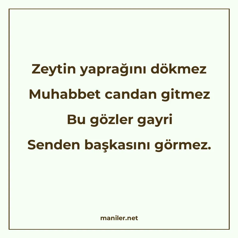 Zeytin yaprağını dökmez Muhabbet candan gitmez Bu gözler gay manisi görseli