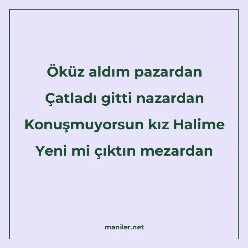 Öküz aldım pazardan Çatladı gitti nazardan Konuşmuyorsun kız manisi görseli