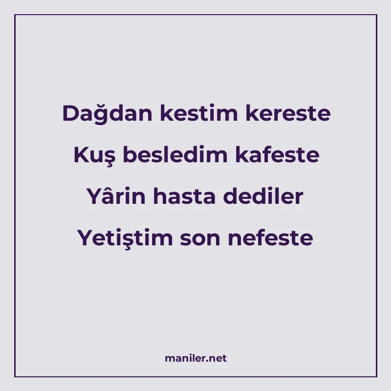 Dağdan kestim kereste Kuş besledim kafeste Yârin hasta dedil manisi görseli