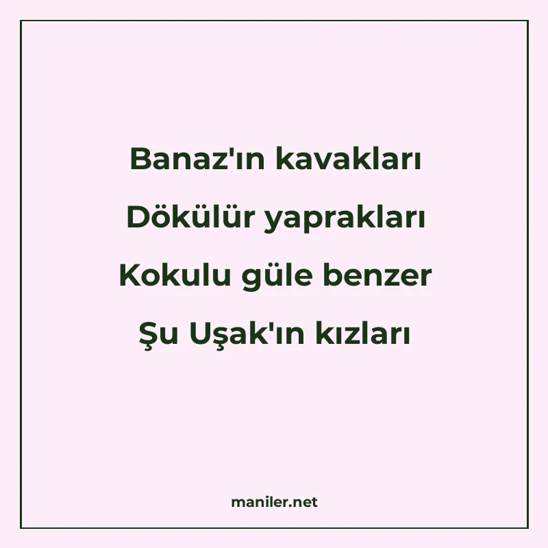 Banaz'ın kavakları Dökülür yaprakları Kokulu güle benze manisi görseli