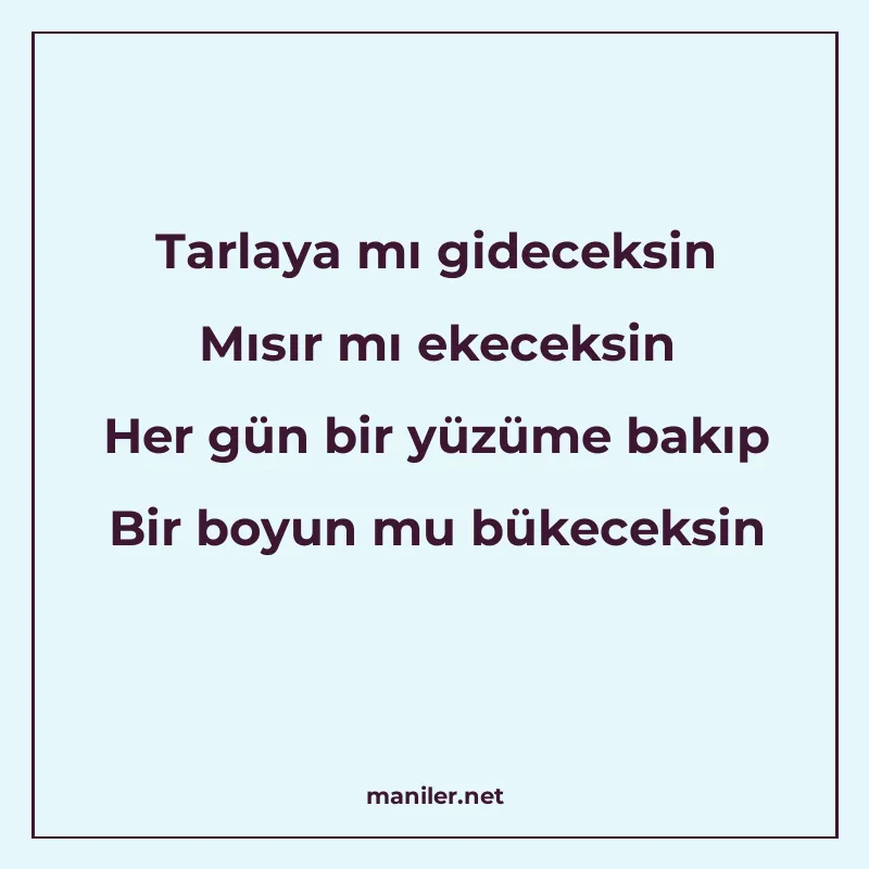 Tarlaya mı gideceksin Mısır mı ekeceksin Her gün bir yüzüme 