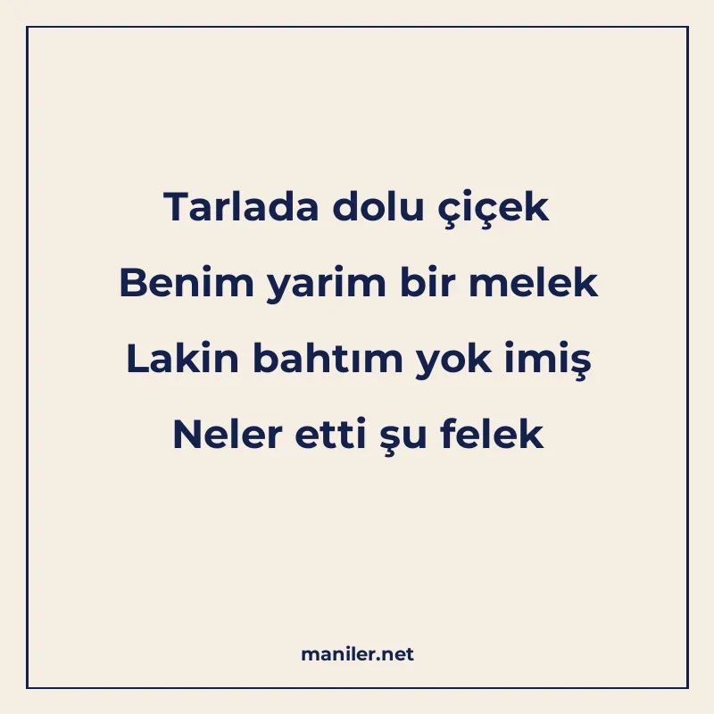 Tarlada dolu çiçek Benim yarim bir melek Lakin bahtım yok im manisi görseli