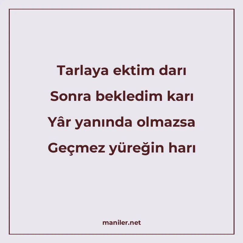 Tarlaya ektim darı Sonra bekledim karı Yâr yanında olmazsa G manisi görseli
