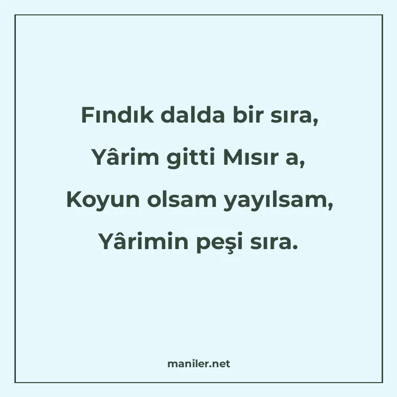 Fındık dalda bir sıra, Yârim gitti Mısır a, Koyun olsam yayı manisi görseli
