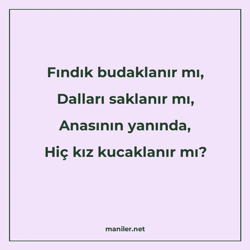 Fındık budaklanır mı, Dalları saklanır mı, Anasının yanında manisi görseli