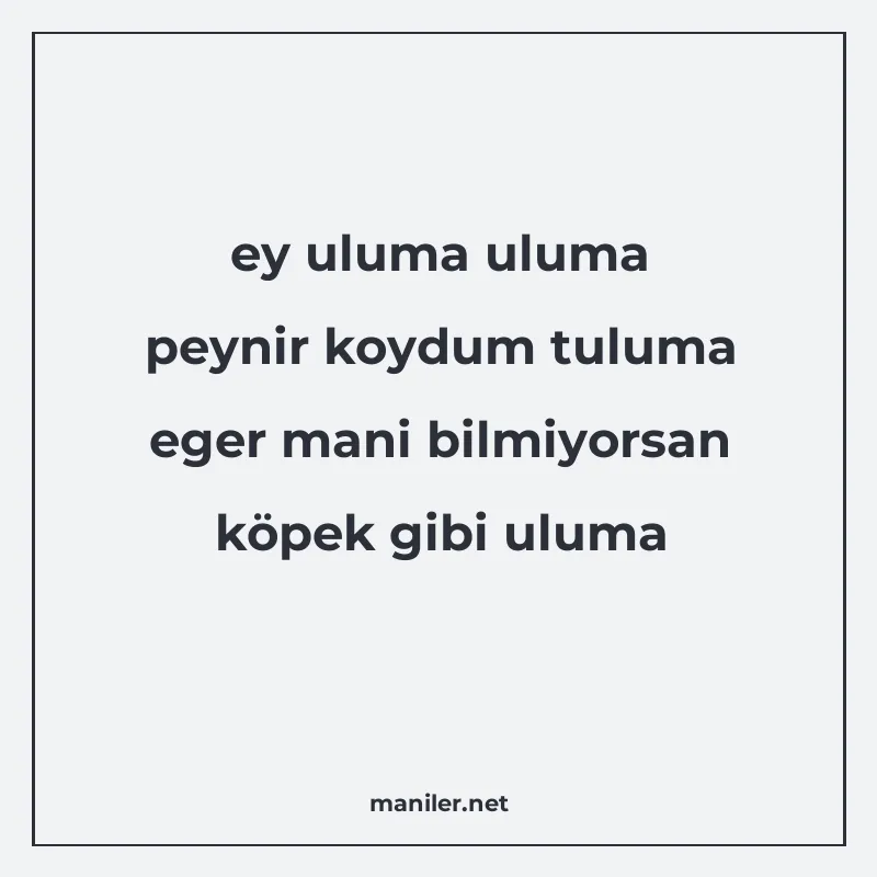 ey uluma uluma peynir koydum tuluma eger mani bilmiyorsan kö manisi görseli