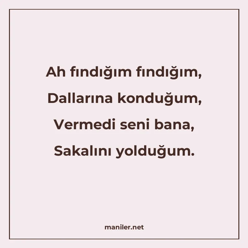 Ah fındığım fındığım, Dallarına konduğum, Vermedi seni bana manisi görseli