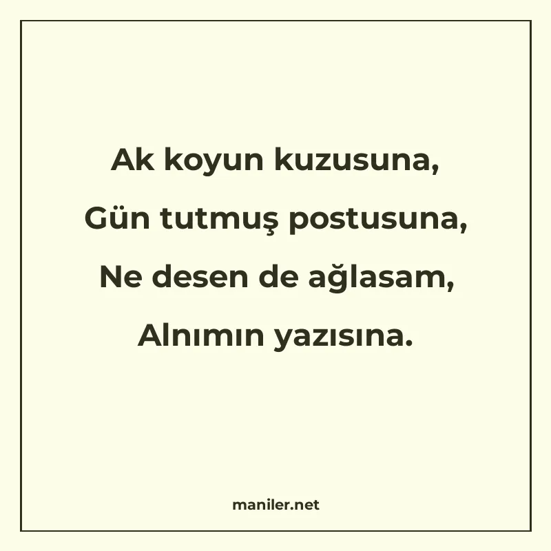 Ak koyun kuzusuna, Gün tutmuş postusuna, Ne desen de ağlasam manisi görseli