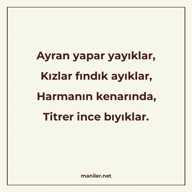 Ayran yapar yayıklar, Kızlar fındık ayıklar, Harmanın kenarı manisi görseli