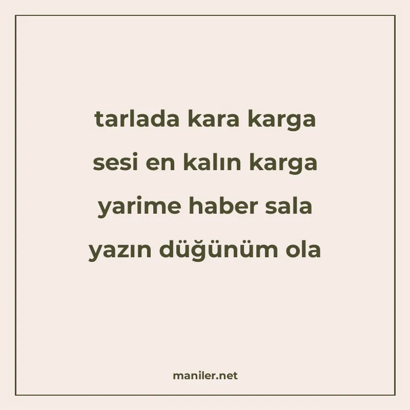 tarlada kara karga sesi en kalın karga yarime haber sala yaz manisi görseli