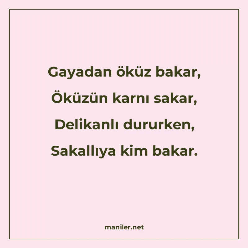 Gayadan öküz bakar, Öküzün karnı sakar, Delikanlı dururken manisi görseli