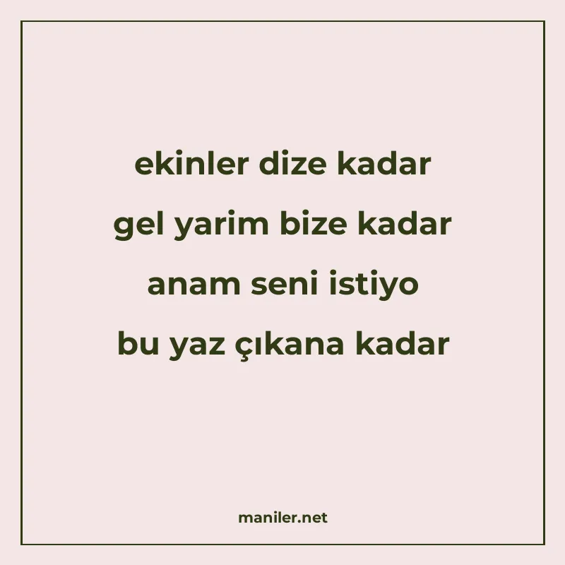 ekinler dize kadar gel yarim bize kadar anam seni istiyo bu manisi görseli