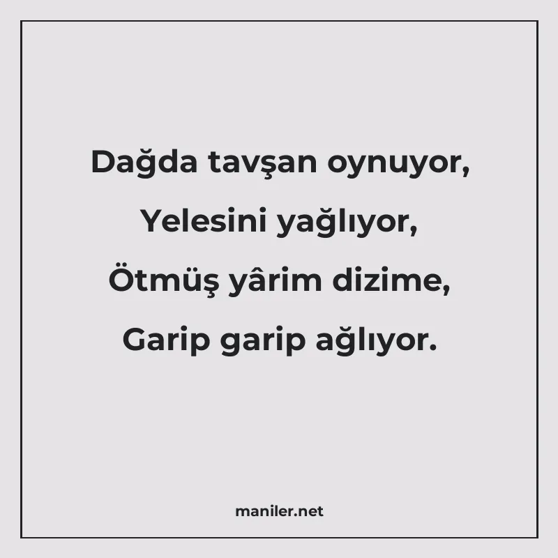 Dağda tavşan oynuyor, Yelesini yağlıyor, Ötmüş yârim dizime manisi görseli