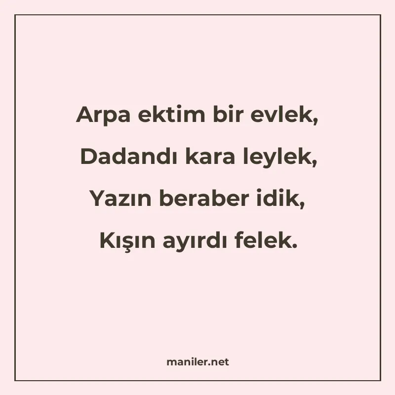 Arpa ektim bir evlek, Dadandı kara leylek, Yazın beraber idi manisi görseli