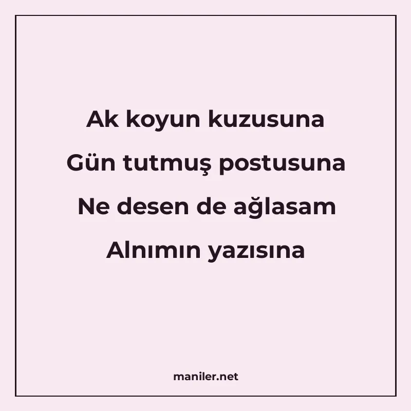 Ak koyun kuzusuna Gün tutmuş postusuna Ne desen de ağlasam A manisi görseli