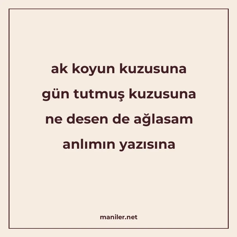 ak koyun kuzusuna gün tutmuş kuzusuna ne desen de ağlasam an manisi görseli