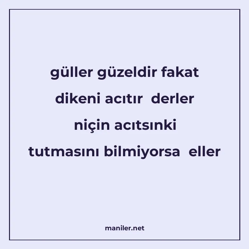 güller güzeldir fakat dikeni acıtır derler niçin acıtsınki t manisi görseli