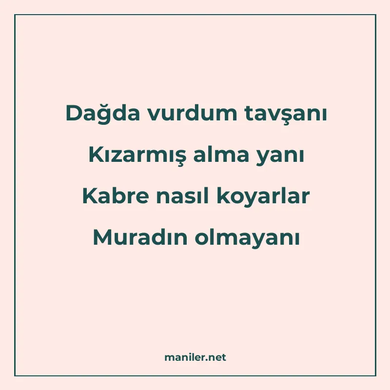 Dağda vurdum tavşanı Kızarmış alma yanı Kabre nasıl koyarlar manisi görseli