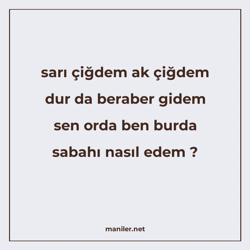 sarı çiğdem ak çiğdem dur da beraber gidem sen orda ben burd manisi görseli