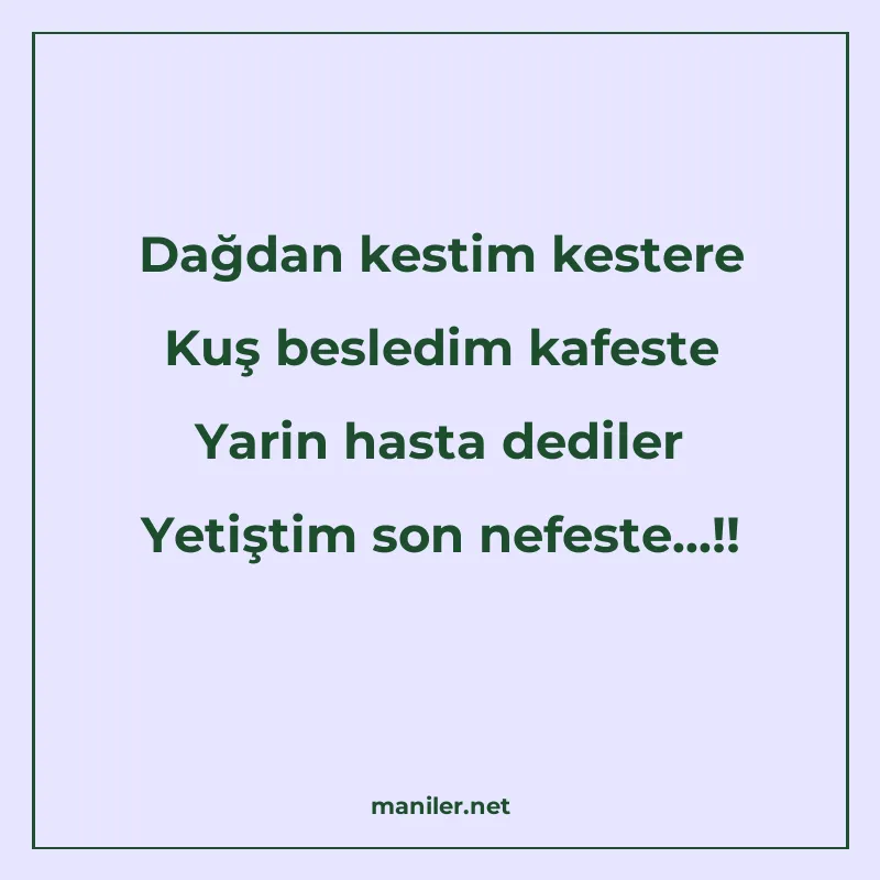 Dağdan kestim kestere Kuş besledim kafeste Yarin hasta dedil manisi görseli