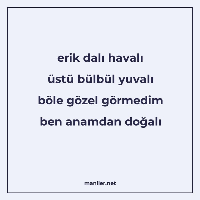 erik dalı havalı üstü bülbül yuvalı böle gözel görmedim ben manisi görseli