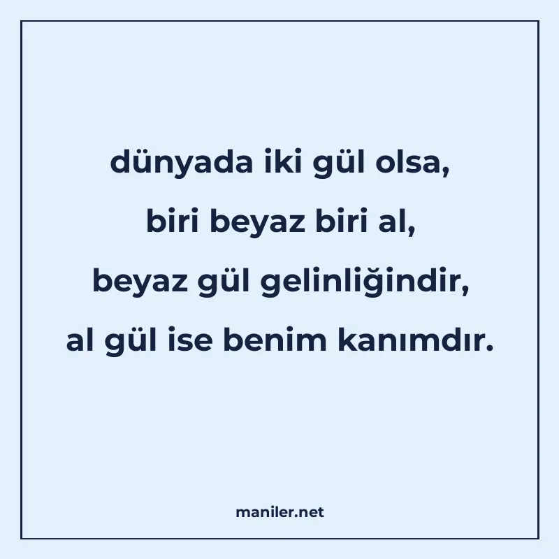 dünyada iki gül olsa, biri beyaz biri al, beyaz gül gelinliğ manisi görseli