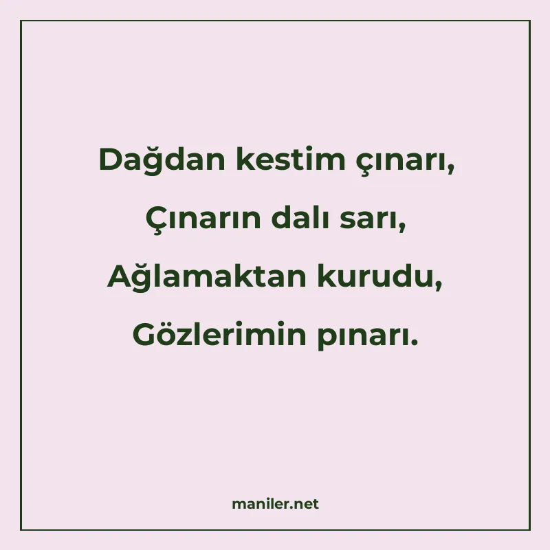 Dağdan kestim çınarı, Çınarın dalı sarı, Ağlamaktan kurudu manisi görseli
